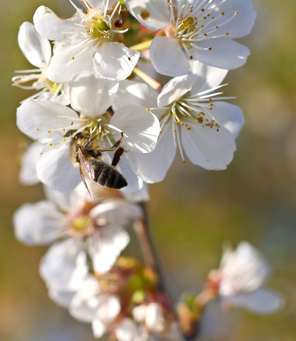 A honeybee covered in yellow pollen collects nectar from a blooming flower in close up.