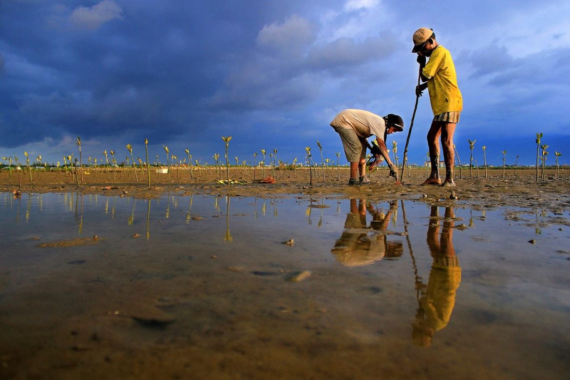 Mangrove trees with exposed roots standing in calm coastal water